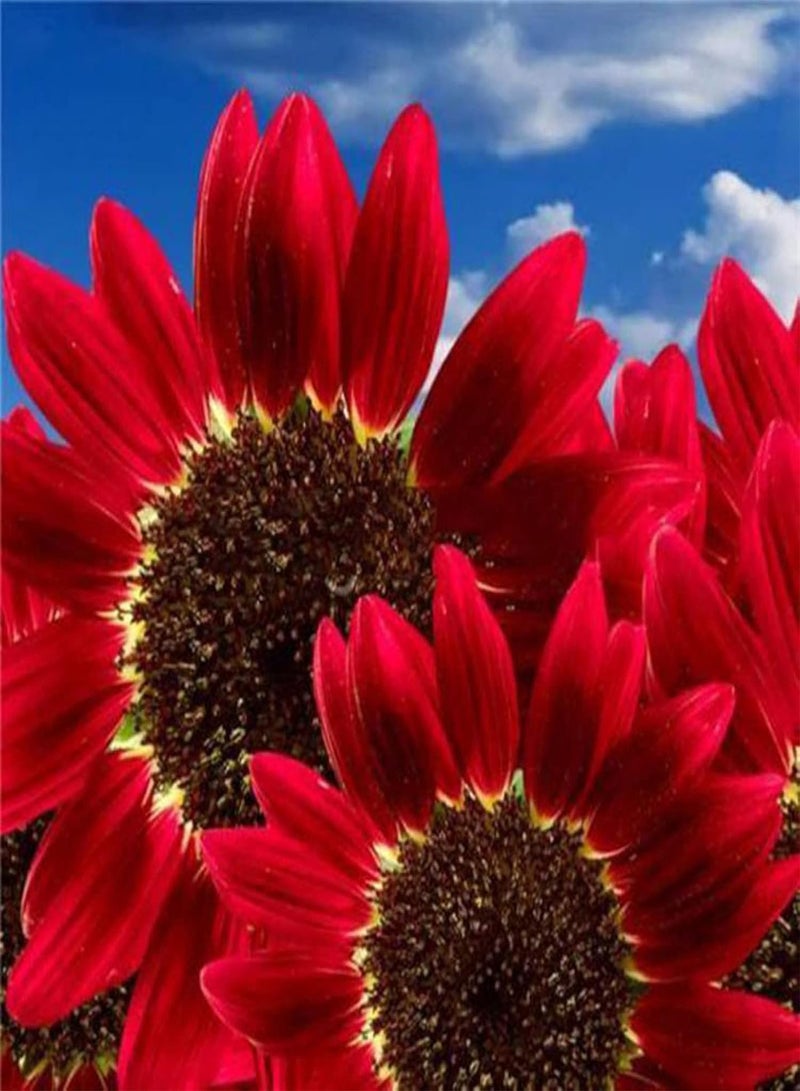 GGOOT Green Garden Flower Plants-200Pcs Red Sunflower Seeds Helianthus Flower Home Garden Bonsai Plant Decoration - Red Sunflower Seeds - Image 1