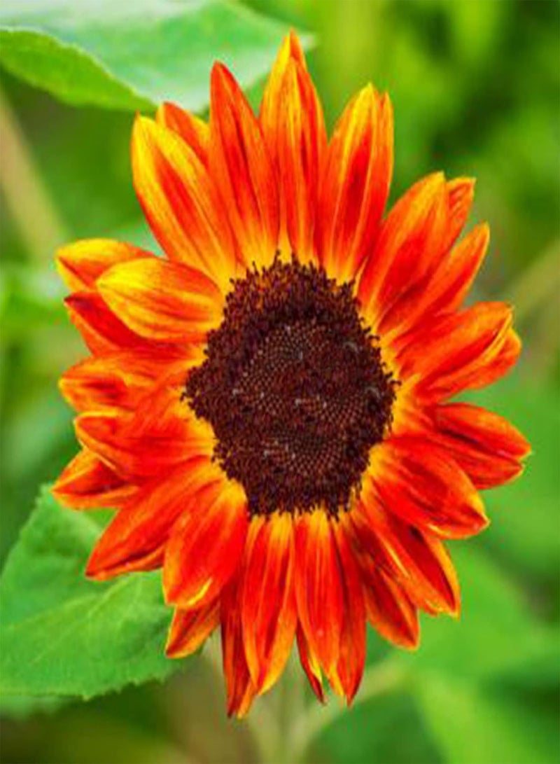 GGOOT Green Garden Flower Plants-200Pcs Red Sunflower Seeds Helianthus Flower Home Garden Bonsai Plant Decoration - Red Sunflower Seeds - Image 3