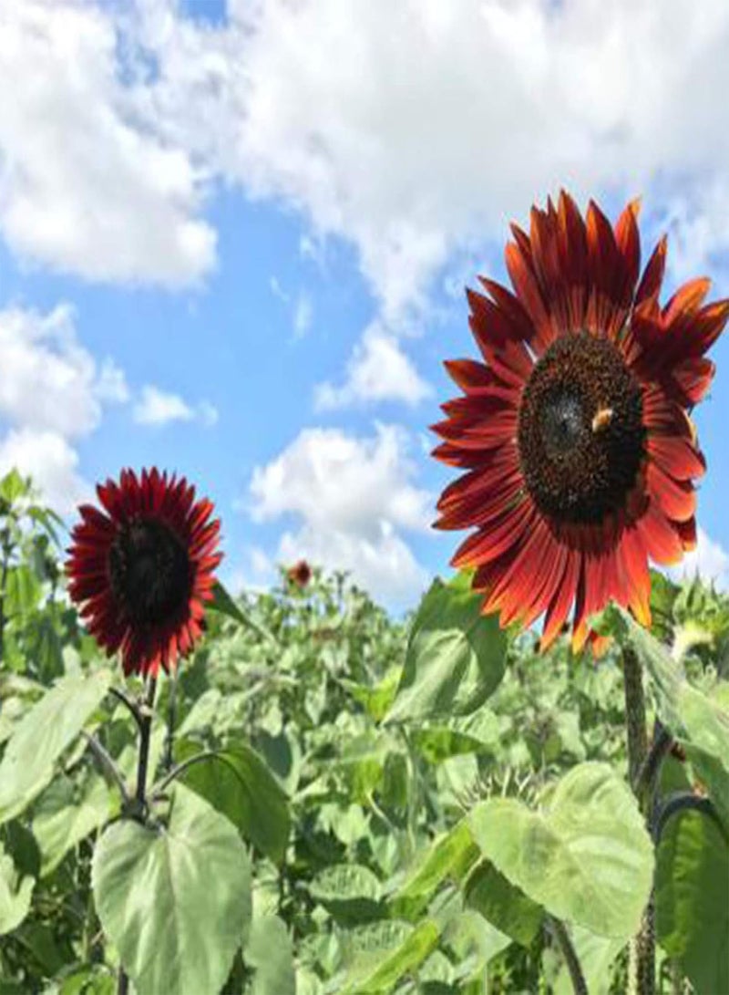 GGOOT Green Garden Flower Plants-200Pcs Red Sunflower Seeds Helianthus Flower Home Garden Bonsai Plant Decoration - Red Sunflower Seeds - Image 4