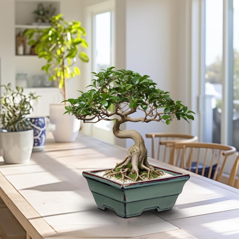 Villa Como Ceramic Bonsai Pots With Drainage Hole Set Of 2  Green Glazed Bonsai Planters For Indoor/Outdoor Use  Rectangular Shallow Bonzai Tree Pot For Succulent  Orchids  Cacti  Home  Patio  Garden  6.3""X4.9"" - Image 5