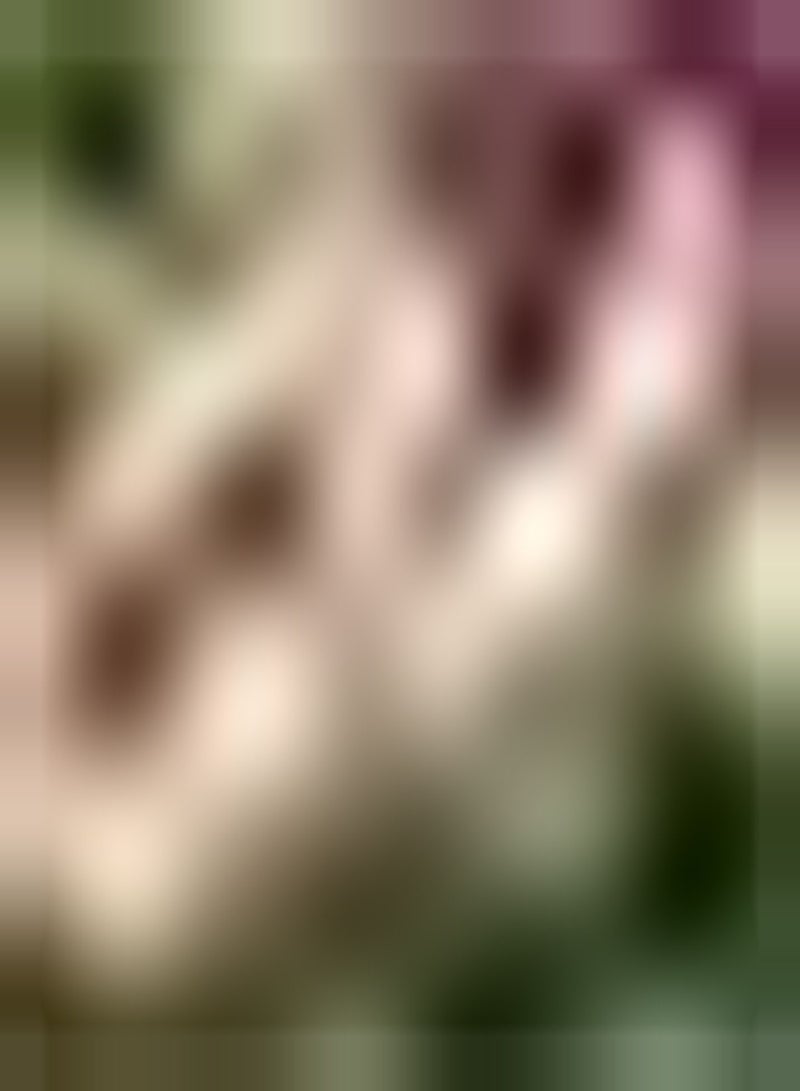 GGOOT 200pcs Lupine Seeds Wedding Bouquet Highly Ornamental As A Cut Flower Have A Long Flowering Period Without Much Care Elegant in Color - Image 2