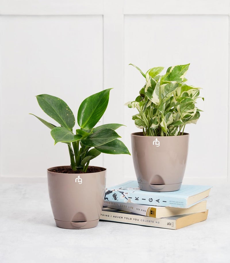 Nurturing Green® Combo of 4 Self Watering Flower Pots for Plants | Plastic Plant Pots | Planter Pots for Home, Indoor Living Room,Garden (Color: Mocha, Size: 11.5cm x 11cm Each) - Image 5