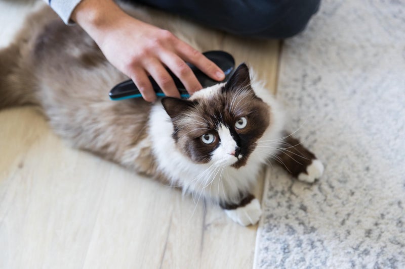 Trixie Soft Brush with Soft Platic Bristles, Detangles Dog Hair and Makes Fur Lustrous and Shiny - 19 cm - Image 2