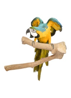 CHEWY BEAK Parrot tree branch perch made of solid java wood, for macaw parrots & big birds  - Image 1