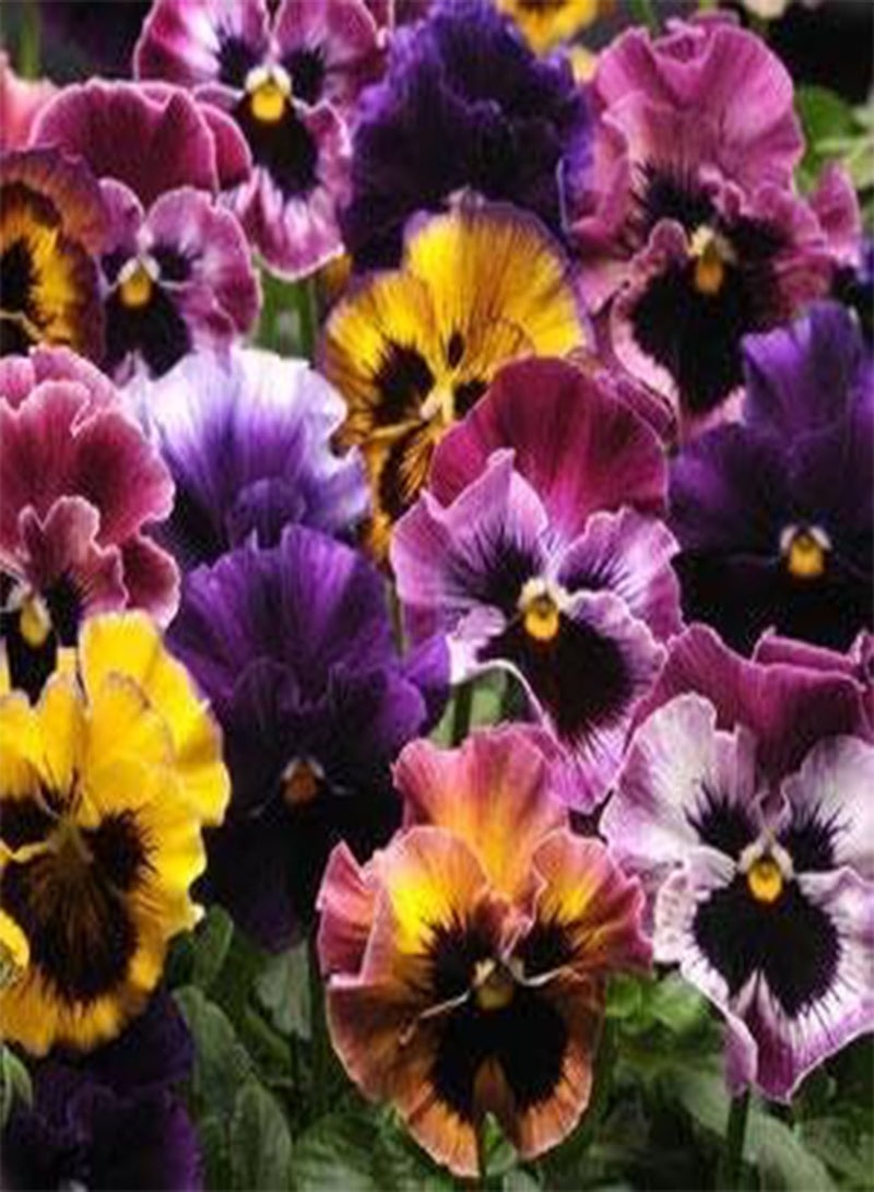 GGOOT Pansy Fizzy Fruit Salad Mix 100 Seeds