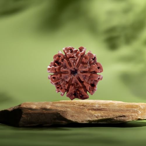 ARKAM Six Mukhi Rudraksha Certified/Original Nepali 6 Mukhi Rudraksh/Natural 6 Faced Rudraksha (Brown) with Certificate and Puja Instructions - Image 3