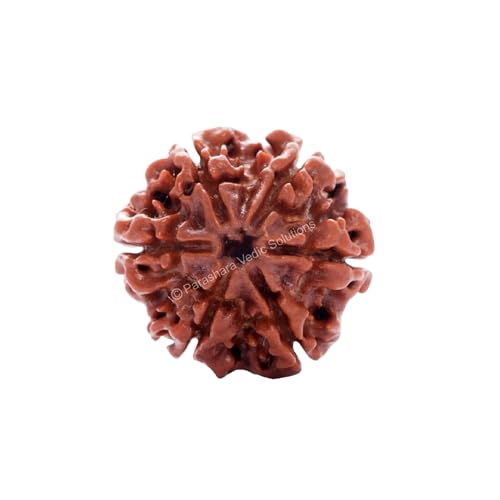ARKAM Six Mukhi Rudraksha Certified/Original Nepali 6 Mukhi Rudraksh/Natural 6 Faced Rudraksha (Brown) with Certificate and Puja Instructions - Image 1