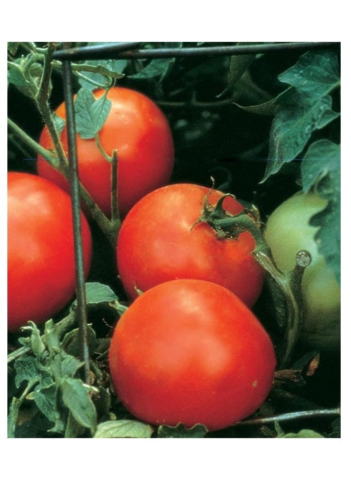 vsell24 3-Pack Organic Large Tomato Seeds (10g Each) - Non-GMO, Grow Fresh Tomatoes at Home with High Purity & Germination Rate - Image 4