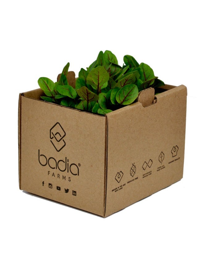 Sorrel Cress, Tangy and Fresh -15g to 20g, UAE