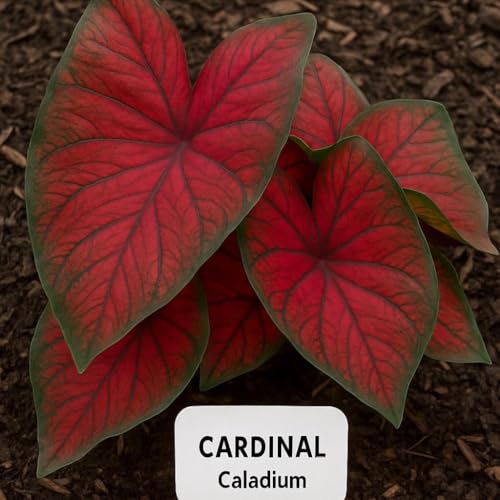 CZ Grain Florida Cardinal Caladium Bulbs for Planting - Perennial Hosta, Elephant Ears, Fancy (5 Bulbs) - Image 4