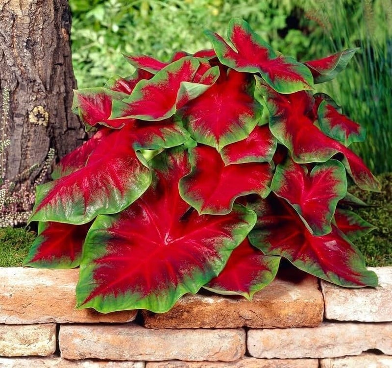 CZ Grain Florida Cardinal Caladium Bulbs for Planting - Perennial Hosta, Elephant Ears, Fancy (5 Bulbs) - Image 1