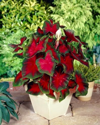 CZ Grain Florida Cardinal Caladium Bulbs for Planting - Perennial Hosta, Elephant Ears, Fancy (5 Bulbs) - Image 2