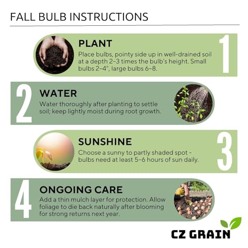 CZ Grain Florida Cardinal Caladium Bulbs for Planting - Perennial Hosta, Elephant Ears, Fancy (5 Bulbs) - Image 5