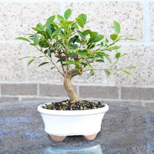 Brussel's Bonsai - Live Golden Gate Ficus Bonsai Tree in Ceramic Bonsai Pot, Indoor Bonsai Plant, 4 Years Old, 5-8 Inches Tall, Easy Care Houseplant for Home or Office (Small, Green) - Image 5
