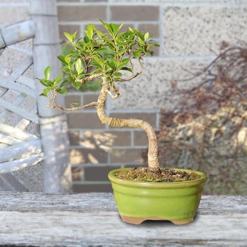 Brussel's Bonsai - Live Golden Gate Ficus Bonsai Tree in Ceramic Bonsai Pot, Indoor Bonsai Plant, 4 Years Old, 5-8 Inches Tall, Easy Care Houseplant for Home or Office (Small, Green) - Image 4