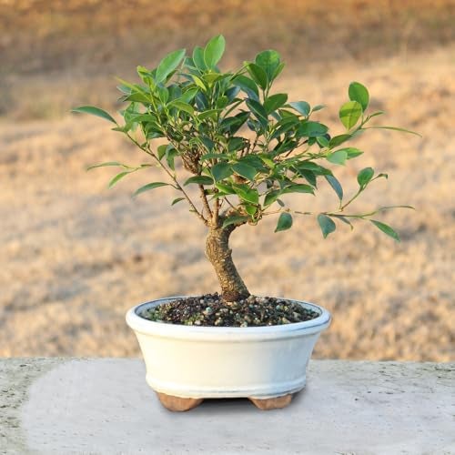 Brussel's Bonsai - Live Golden Gate Ficus Bonsai Tree in Ceramic Bonsai Pot, Indoor Bonsai Plant, 4 Years Old, 5-8 Inches Tall, Easy Care Houseplant for Home or Office (Small, Green) - Image 3