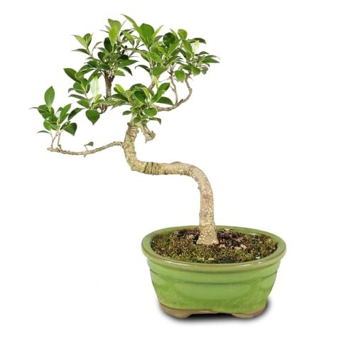 Brussel's Bonsai - Live Golden Gate Ficus Bonsai Tree in Ceramic Bonsai Pot, Indoor Bonsai Plant, 4 Years Old, 5-8 Inches Tall, Easy Care Houseplant for Home or Office (Small, Green) - Image 1