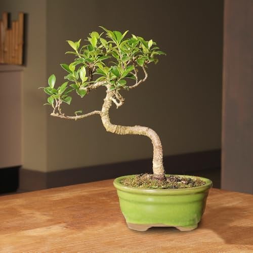 Brussel's Bonsai - Live Golden Gate Ficus Bonsai Tree in Ceramic Bonsai Pot, Indoor Bonsai Plant, 4 Years Old, 5-8 Inches Tall, Easy Care Houseplant for Home or Office (Small, Green) - Image 2