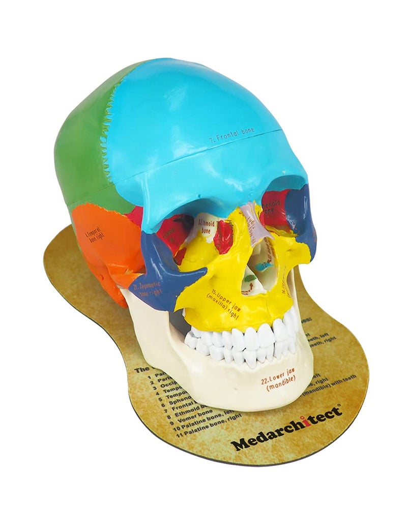 Medarchitect Upgraded Life Size Human Colored Head Skull Anatomical Model with Newest Laser-Etched Fonts and Skull Diagram Mouse Pad for Medical Student Human Anatomy Study Course Demonstration, Teaching - Image 1