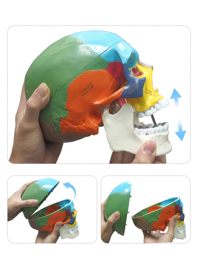Medarchitect Upgraded Life Size Human Colored Head Skull Anatomical Model with Newest Laser-Etched Fonts and Skull Diagram Mouse Pad for Medical Student Human Anatomy Study Course Demonstration, Teaching - Image 5