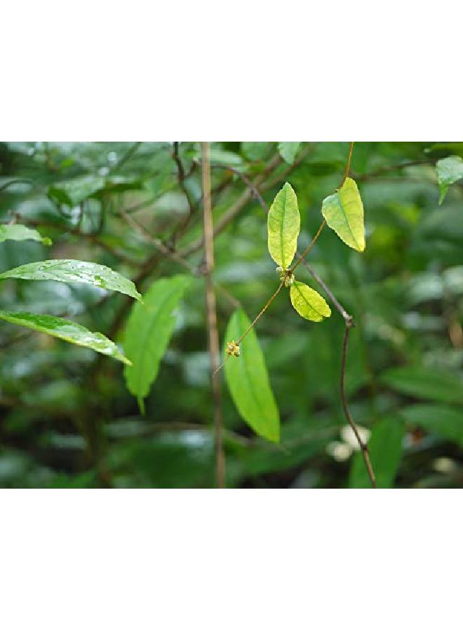 neotea مجموعة صابون عشبي مصنوع يدويًا ناناري فيتيفر 225 جرام (عبوة من 3) - Image 3