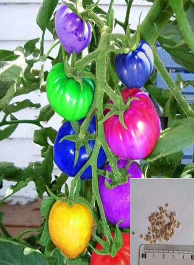 جي جوت 100 قطعة من بذور الطماطم، بذور نباتات الفاكهة والخضروات لتزيين فناء المنزل، متعددة الألوان - Image 1