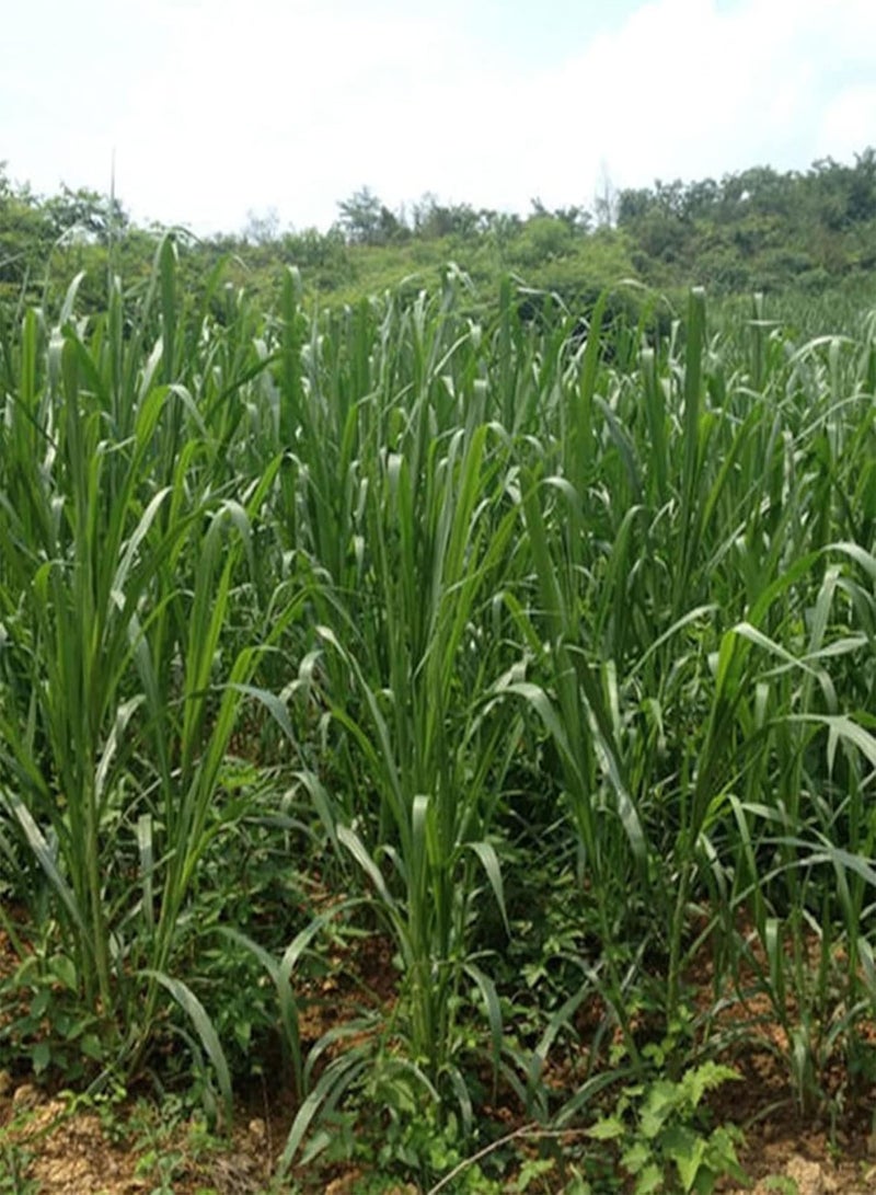 GGOOT 500Pcs Seeds Growing Kit | Non GMO Greenery Bonsai Pennisetum Purpureum Napier Grass Seeds for Balcony Garden Seeds 1size - Image 5