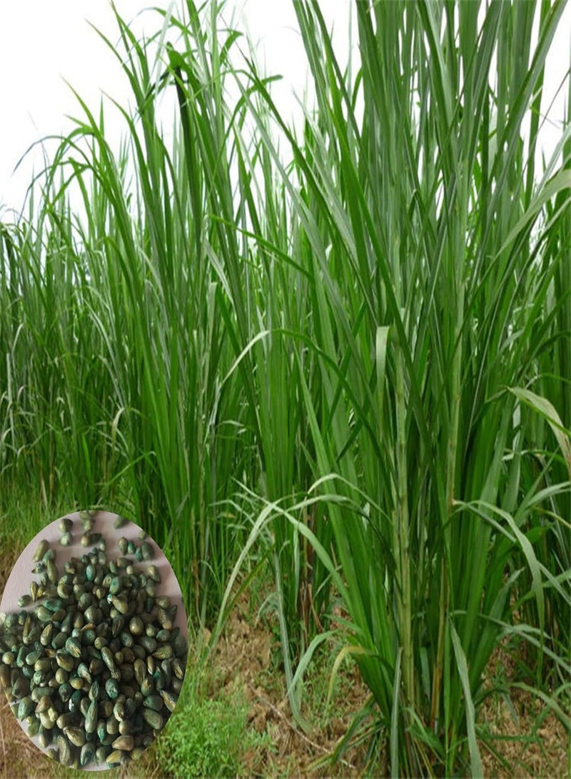 GGOOT 500Pcs Seeds Growing Kit | Non GMO Greenery Bonsai Pennisetum Purpureum Napier Grass Seeds for Balcony Garden Seeds 1size - Image 2