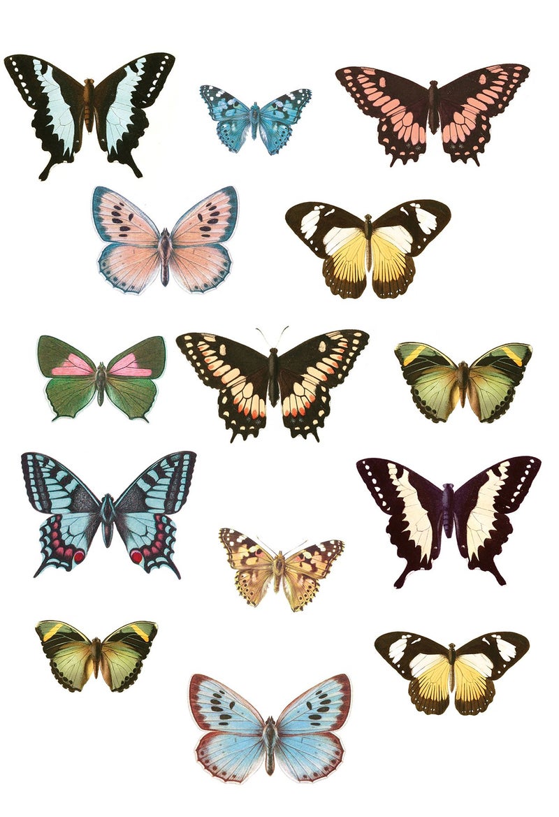 Wallpops Spread Your Wings Wall Art Kit Wall Decal Multicolor