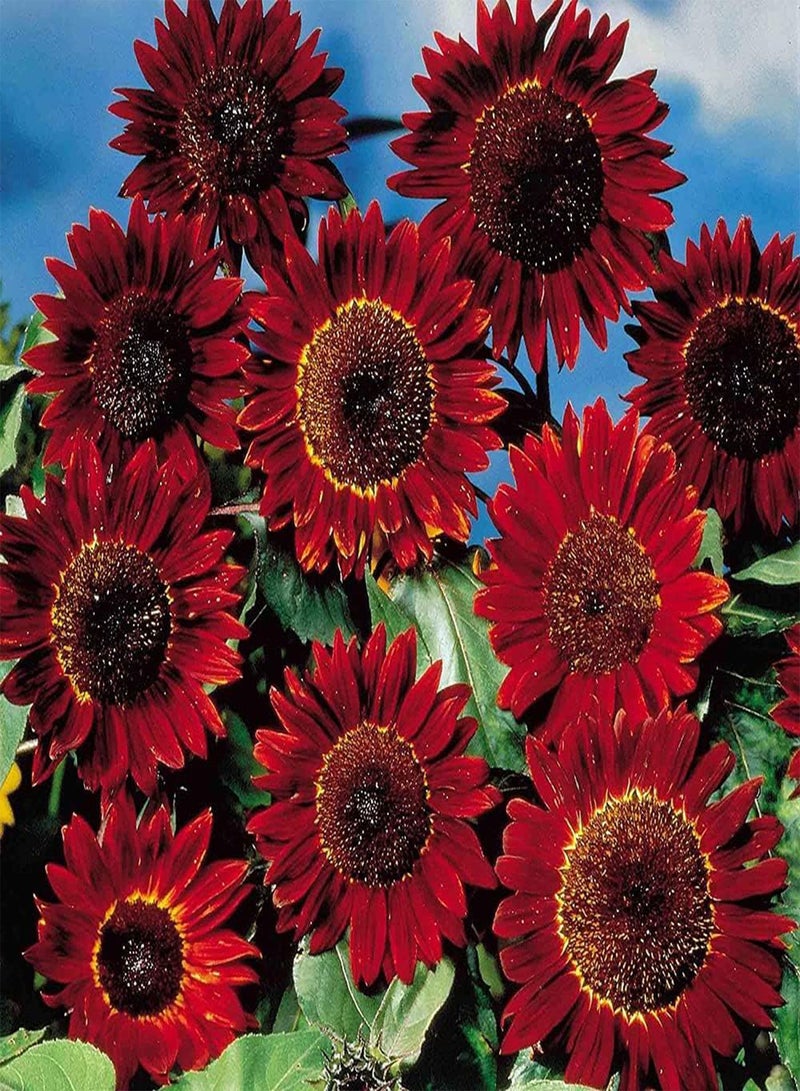 GGOOT 100Pcs Sunflower Seeds Red Fragrant Flowers for Home Garden Planting Unique Flower Shape Creates Perfect Gardening Landscape - Image 1