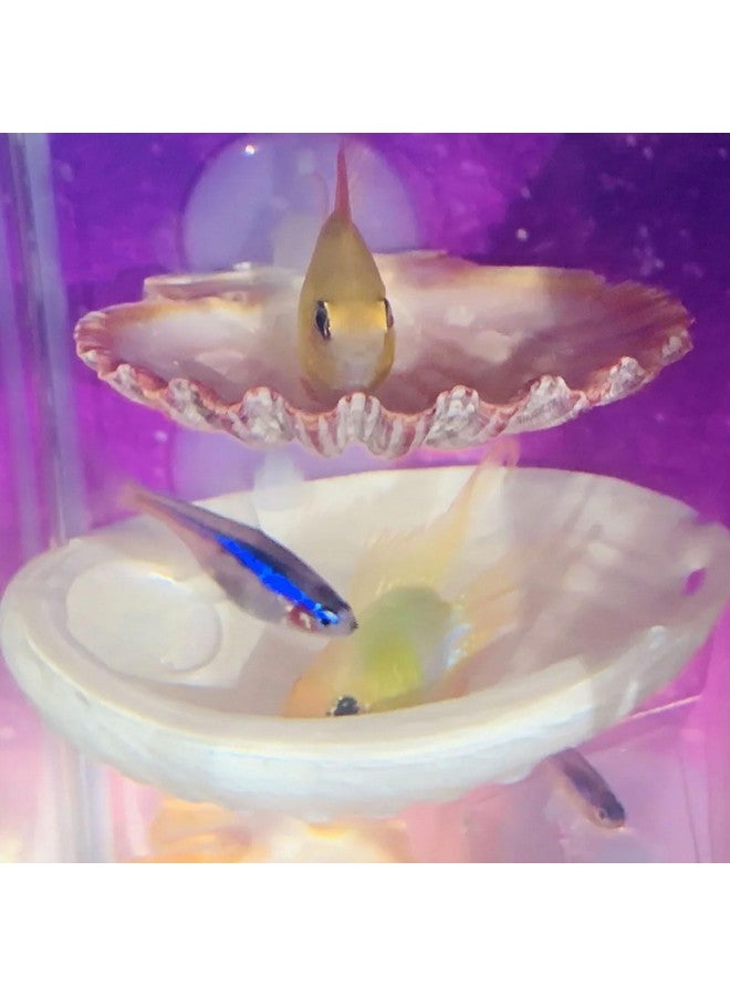 Oncpcare 2 Pack Betta Fish Resting Spot House Shell Bed Toys for Aquarium Small Fish Hide Decoration Natural Habitat Spawning Grounds for Betta Shrimp Cichlid Breeding - Image 2