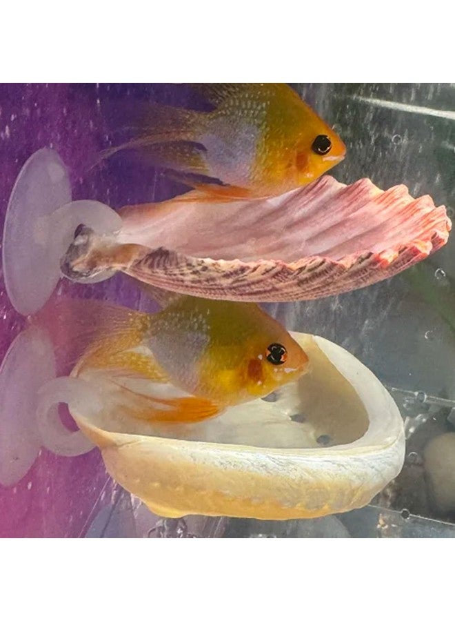 Oncpcare 2 Pack Betta Fish Resting Spot House Shell Bed Toys for Aquarium Small Fish Hide Decoration Natural Habitat Spawning Grounds for Betta Shrimp Cichlid Breeding - Image 1