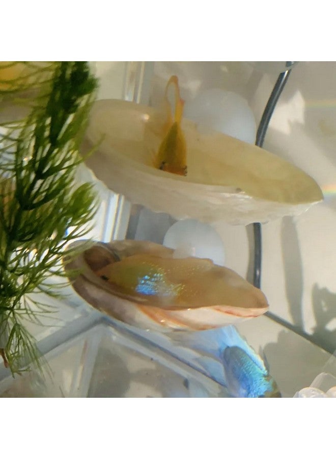 Oncpcare 2 Pack Betta Fish Resting Spot House Shell Bed Toys for Aquarium Small Fish Hide Decoration Natural Habitat Spawning Grounds for Betta Shrimp Cichlid Breeding - Image 3