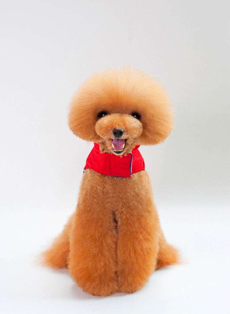 Loquat A pet dog wears a coat and a hat Multicolour - Image 1