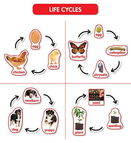 scholastic Early Science Concepts Bulletin Board - Image 3