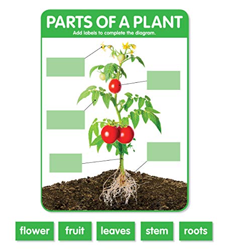 scholastic Early Science Concepts Bulletin Board - Image 5