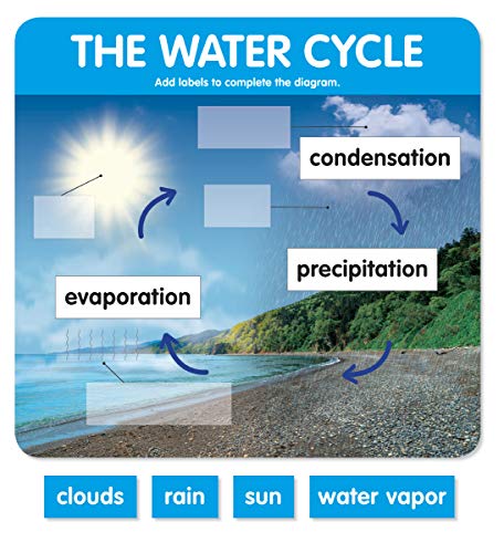 scholastic Early Science Concepts Bulletin Board - Image 4