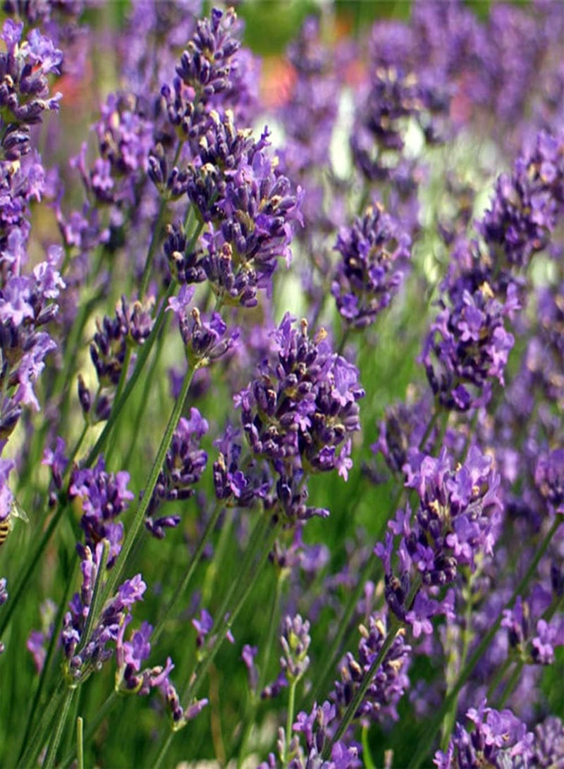 GGOOT 200Pcs Lavender Seeds Indispensable Ornament in Courtyard Ornamental Flowers Planting Indoors Outdoors Attract Butterflies Bees - Image 2