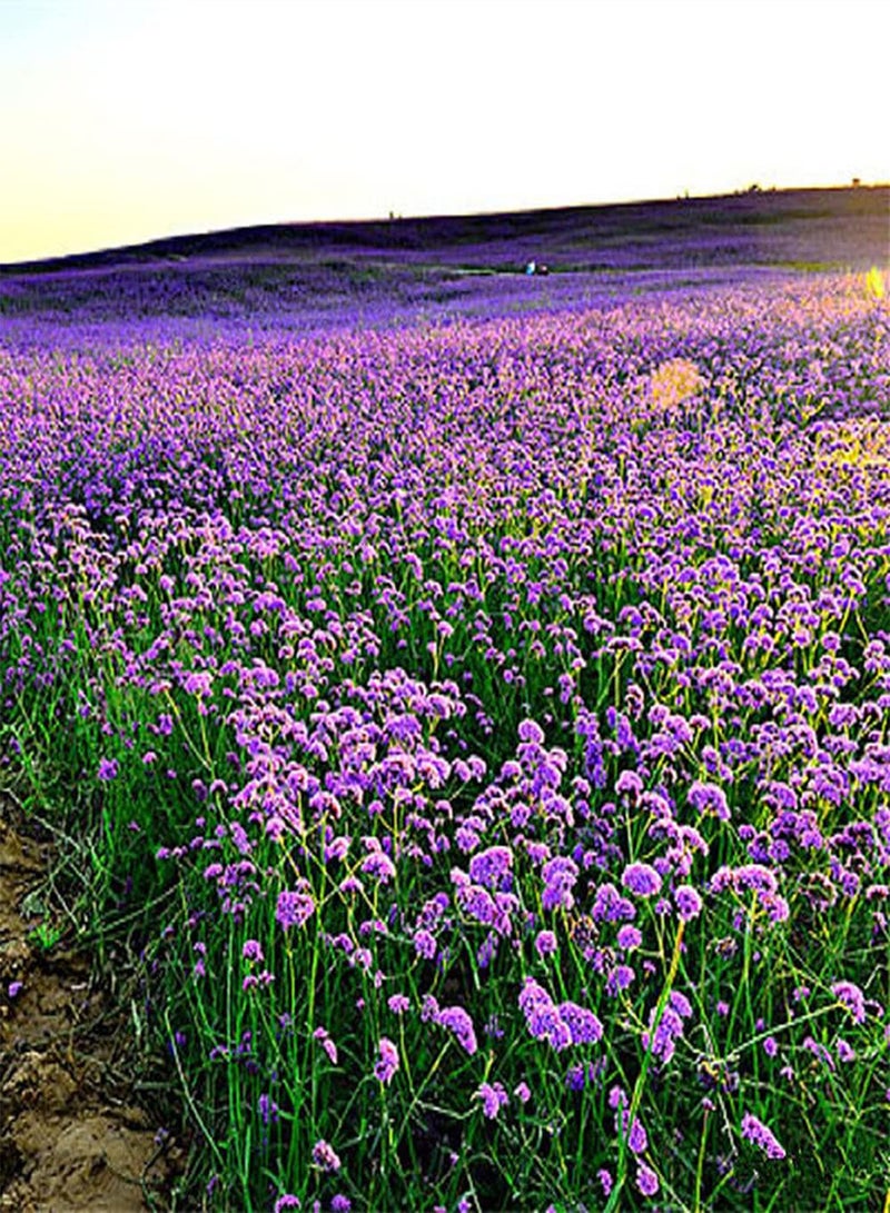 GGOOT 200Pcs Lavender Seeds Indispensable Ornament in Courtyard Ornamental Flowers Planting Indoors Outdoors Attract Butterflies Bees - Image 1