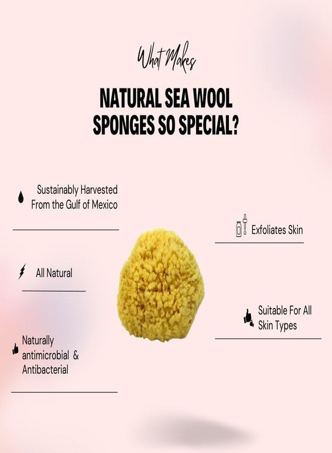 Bath & Shower Express Sea Wool Sponge 5-6" (Large) by Bath & Shower Express ® Natural Renewable Resource, Esponja for Exfoliating and Washing Body - Image 4