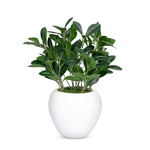 fancymart Artificial Rubber Plant in 6 inch White Apple Pot (Height 32 cm) for Home and Office Decor Plants for Decoration, Realistic Green Decorative for Interior, Living Room, Office Desk - Image 1
