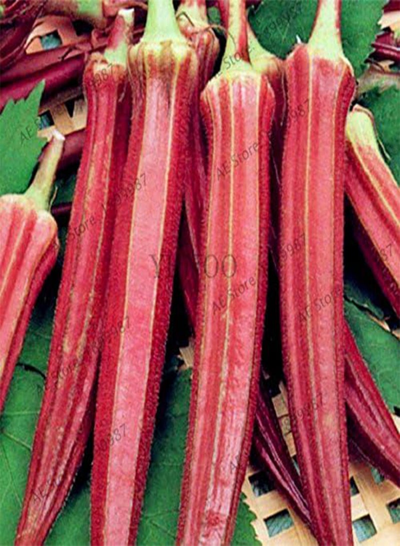 GGOOT Okra Seeds,Organic Non GMO Okra vegetable seeds for home and garden potted plants,easy to plant,20pcs/bag 3 - Image 2