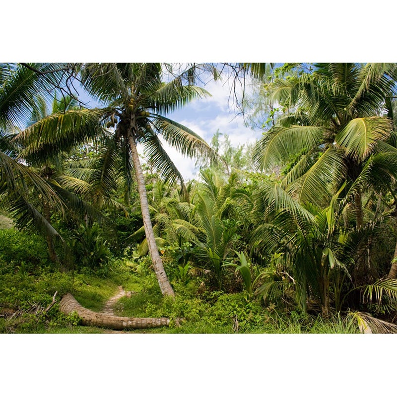 Baocicco 7x5ft Tropical Island Backdrops for Photography Coconut Palm Trees Background Island Wedding Backdrop Summer Theme Party Siesta Holiday Green Spring Summer Photo Studio Video Props - Image 1