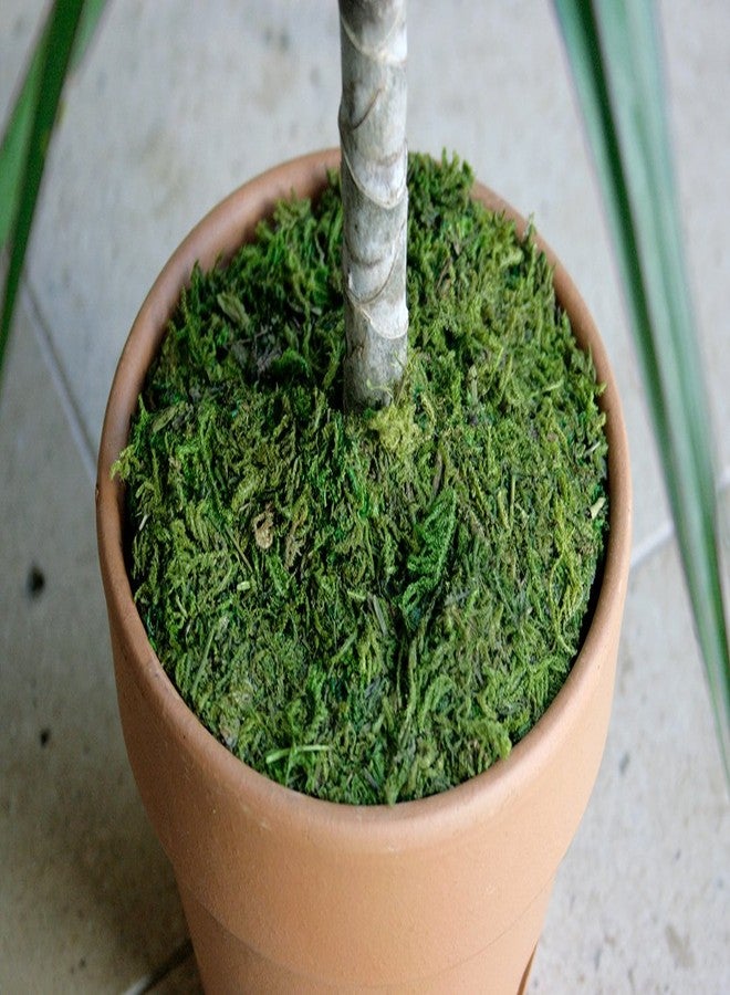 SuperMoss (26320) Moss Soil Toppers (Place Mats), Fresh Green, 14" (3 units) - Image 2