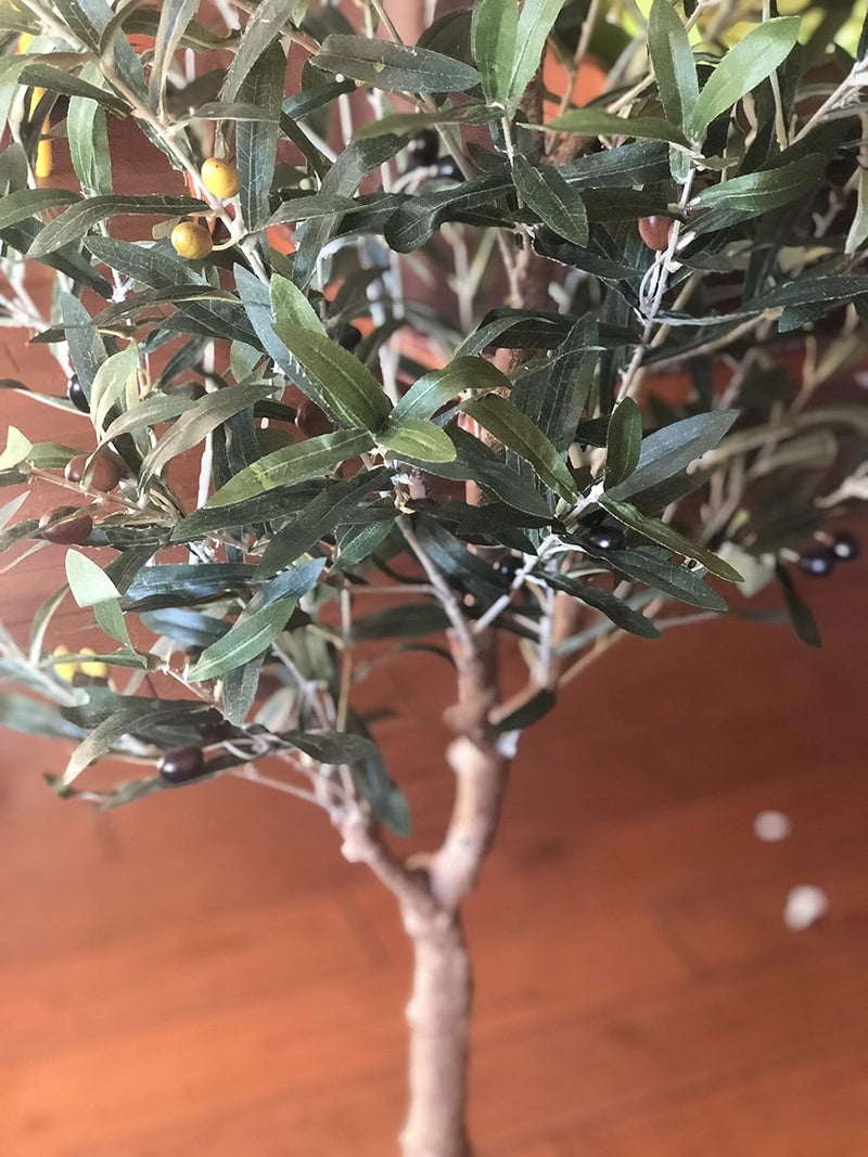 AMERIQUE Pair Gorgeous  Unique 5 Olive Trees with Fruits Pre Nursery Pots Feel Real Tech 5 Each Green 2 - Image 3