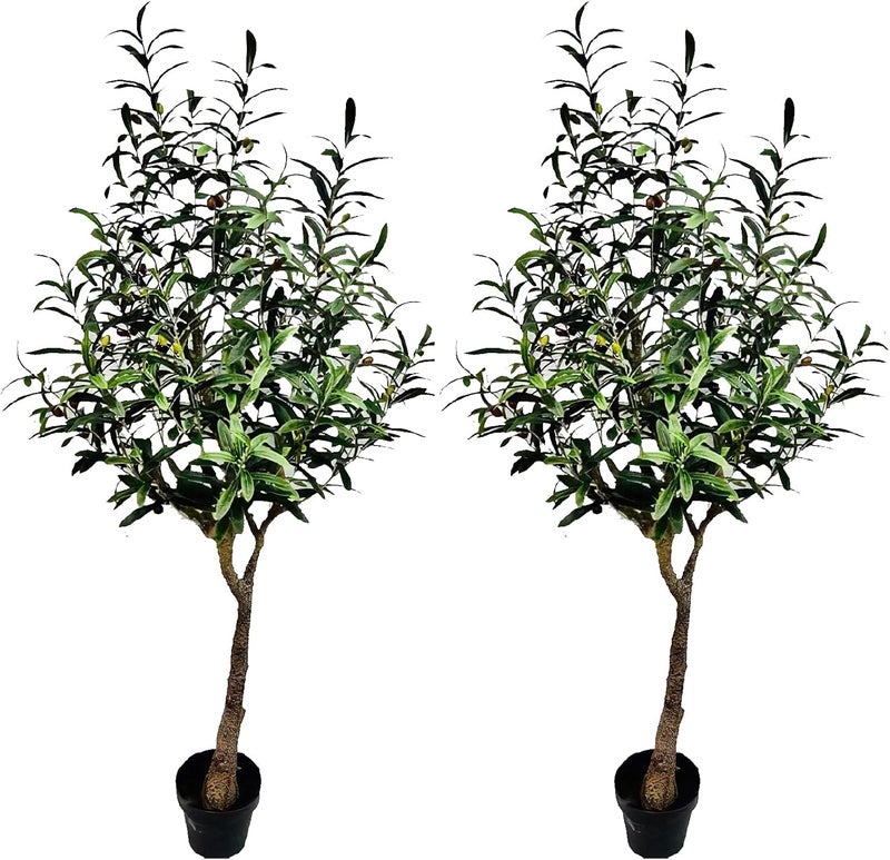AMERIQUE Pair Gorgeous  Unique 5 Olive Trees with Fruits Pre Nursery Pots Feel Real Tech 5 Each Green 2 - Image 1