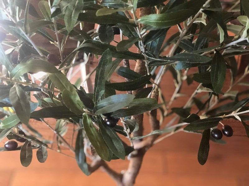 AMERIQUE Pair Gorgeous  Unique 5 Olive Trees with Fruits Pre Nursery Pots Feel Real Tech 5 Each Green 2 - Image 2