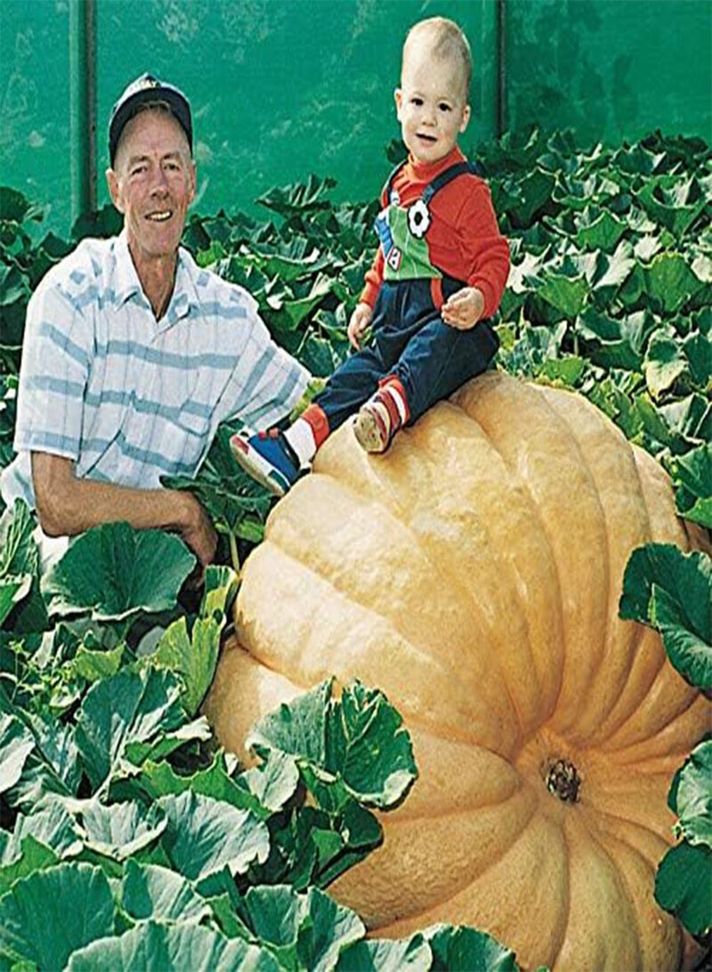 GGOOT Biggest Pumpkin in The World | 10 Seeds to Grow | Atlantic Dill Pumpkin Seeds