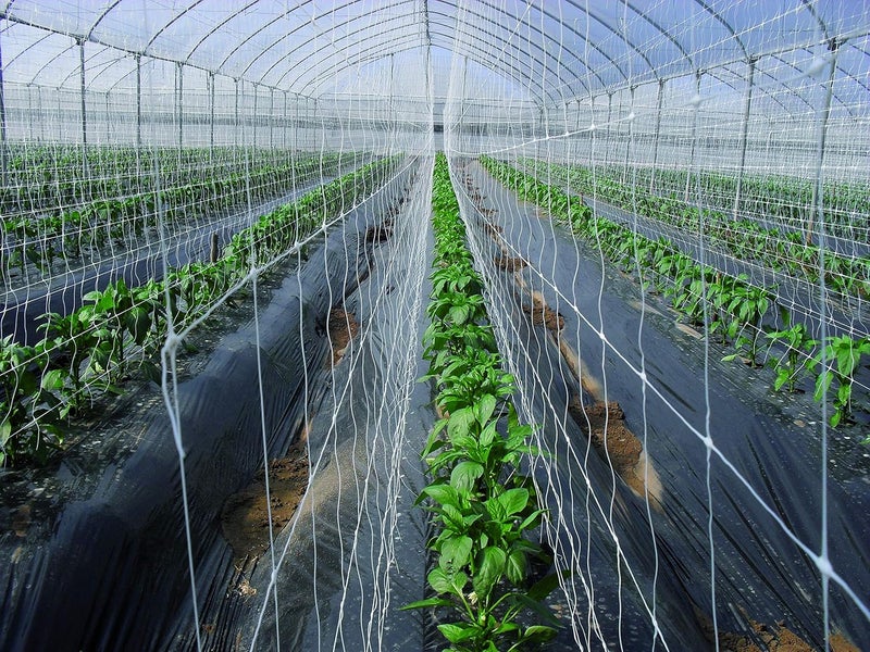 Tenax Tenax 100521812 Hortonova Plant Trellis Net 67 x 3280 White  - Image 5