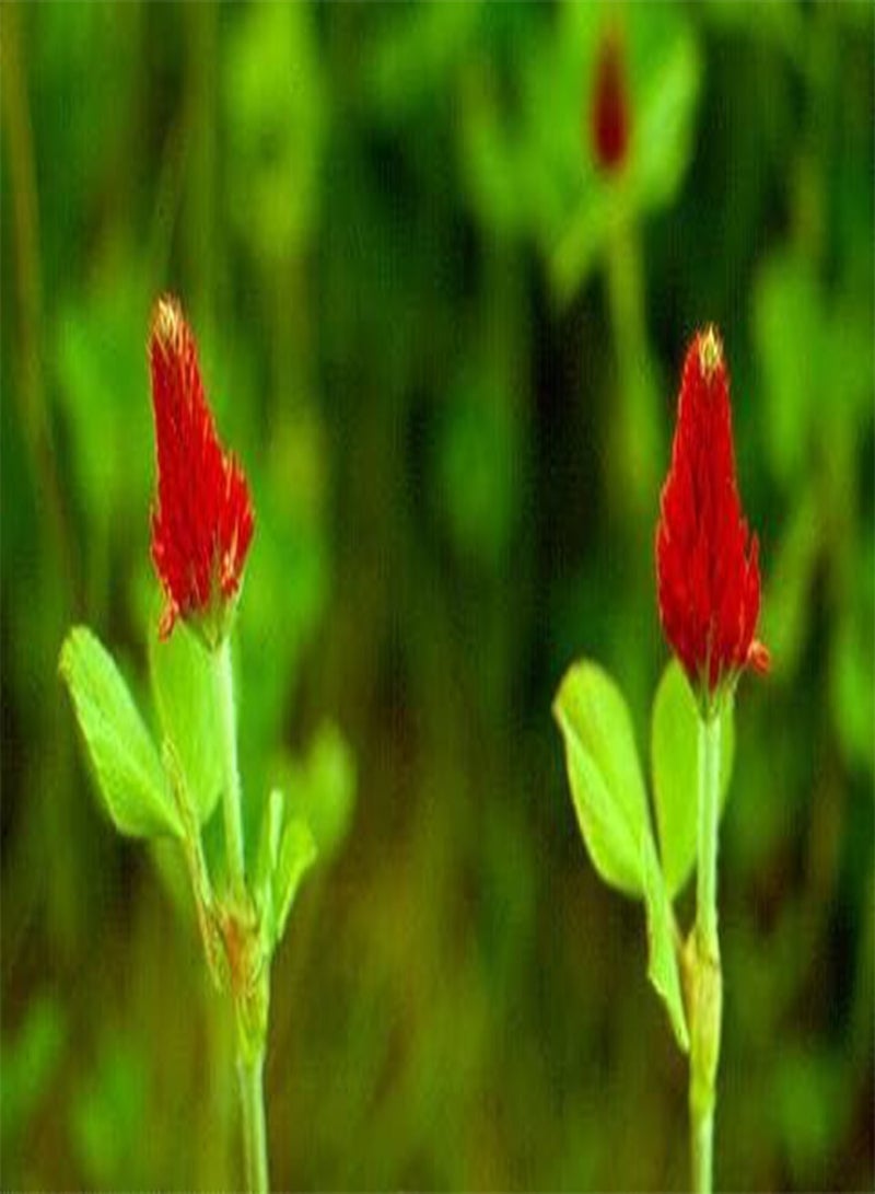 GGOOT Crimson Clover (Nitro Coated) Nice Garden Flower by  Bulk 0.2 Lb Seeds - Image 3